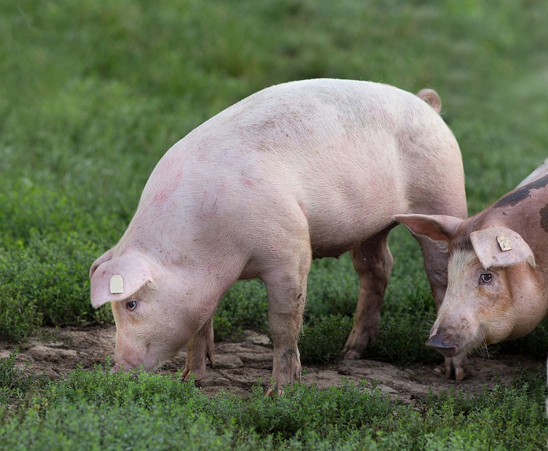 非瘟零感染的猪场是这么解决养殖中的臭气污染！